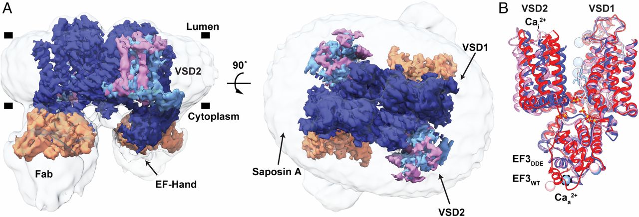 Structural basis for activation of voltage sensor domains in an ion channel TPC1