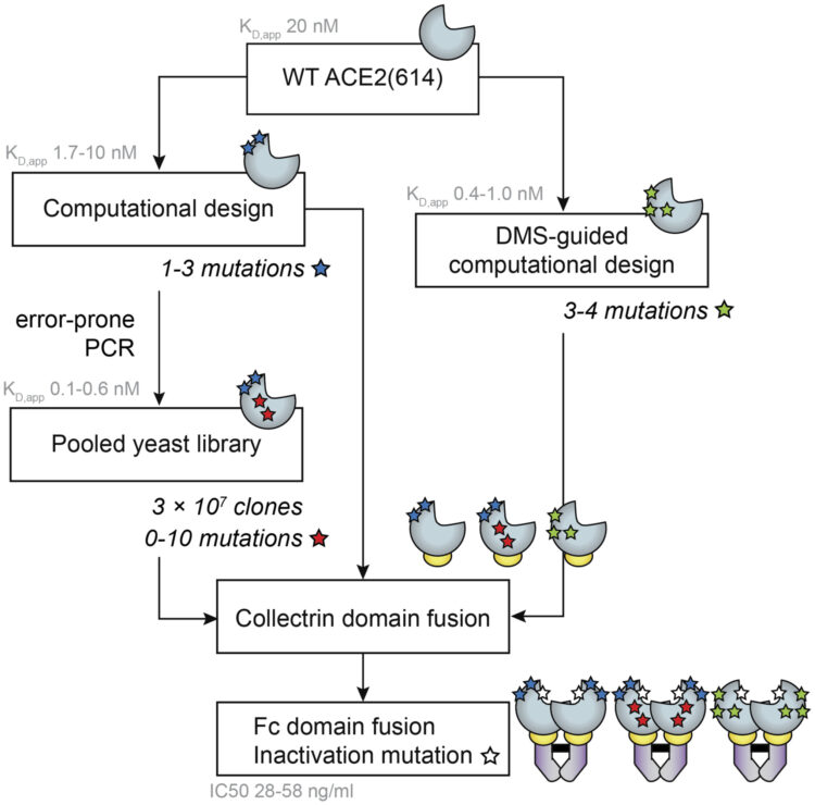 Engineered ACE2 receptor traps potently neutralize SARS-CoV-2