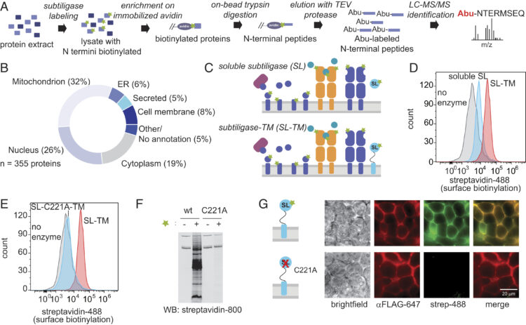 Mapping proteolytic neo-N termini at the surface of living cells