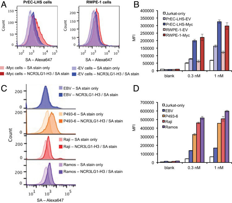 Large remodeling of the Myc-induced cell surface proteome in B cells and prostate cells creates new opportunities for immunotherapy