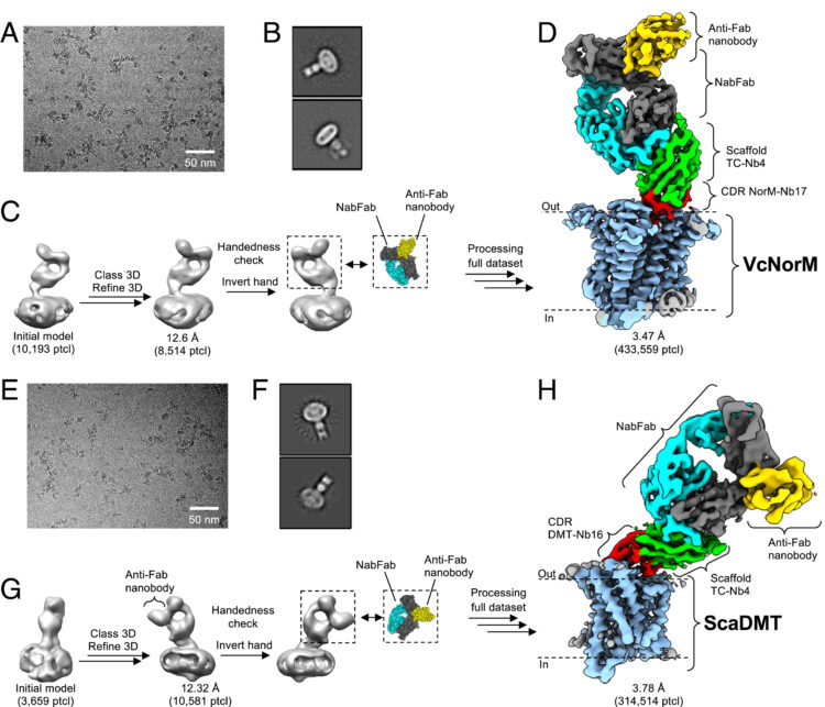 Development of a universal nanobody-binding Fab module for fiducial-assisted cryo-EM studies of membrane proteins