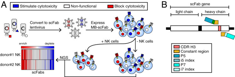 A functional mammalian display screen identifies rare antibodies that stimulate NK cell-mediated cytotoxicity