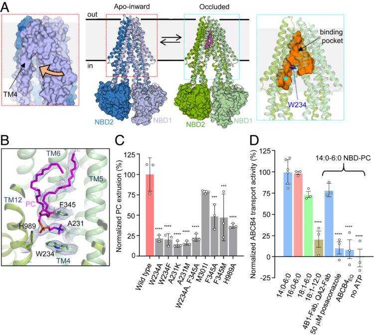 Structures of ABCB4 provide insight into phosphatidylcholine translocation