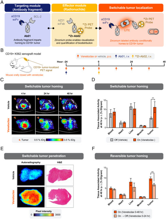 Switchable assembly and function of antibody complexes in vivo using a small molecule