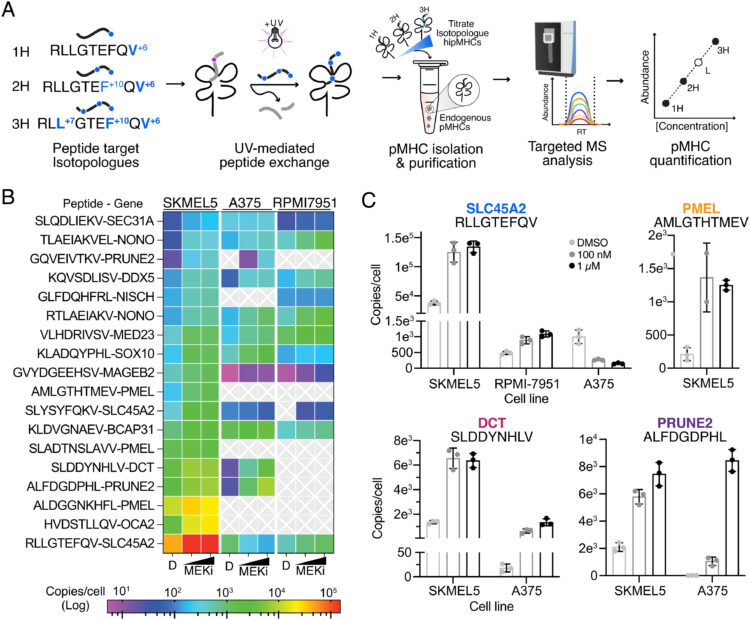 MEK inhibition enhances presentation of targetable MHC-I tumor antigens in mutant melanomas