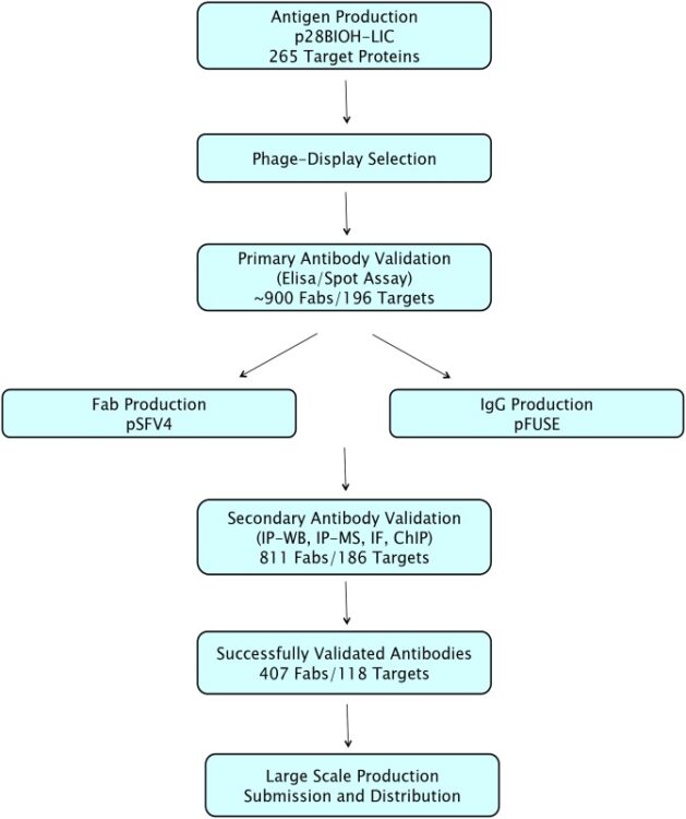 Optimizing Production of Antigens and Fabs in the Context of Generating Recombinant Antibodies to Human Proteins