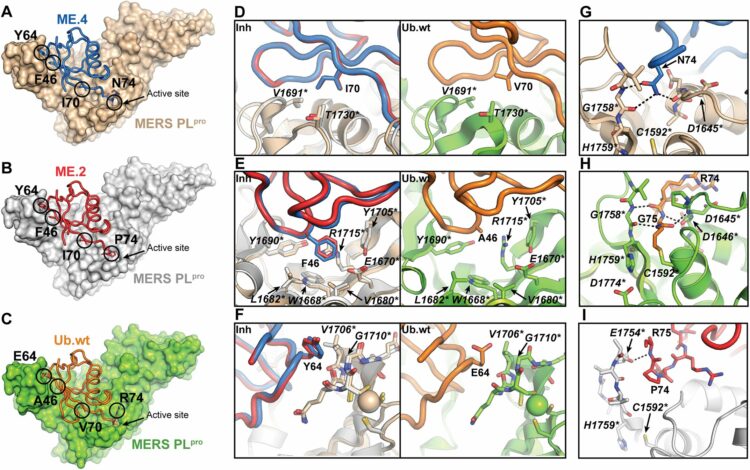 Potent and selective inhibition of pathogenic viruses by engineered ubiquitin variants