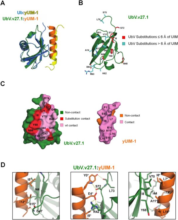 Structural and functional characterization of a ubiquitin variant engineered for tight and specific binding to an alpha-helical ubiquitin interacting motif