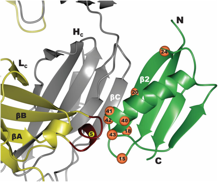 An engineered ultra-high affinity Fab-Protein G pair enables a modular antibody platform with multifunctional capability