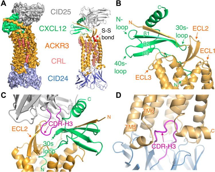 Structures of atypical chemokine receptor 3 reveal the basis for its promiscuity and signaling bias