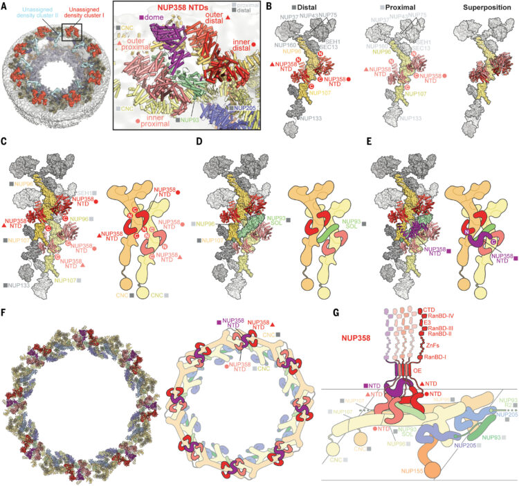 Architecture of the cytoplasmic face of the nuclear pore