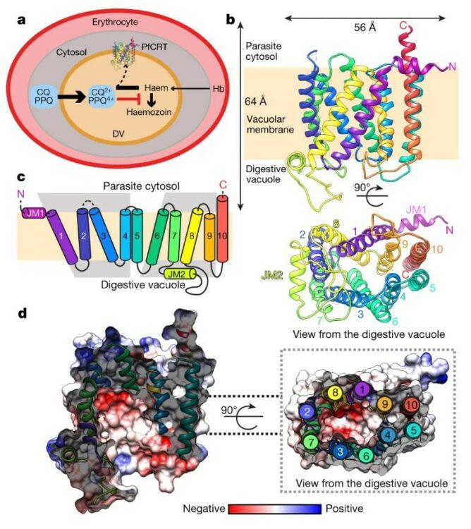 Structure and drug resistance of the Plasmodium falciparum transporter PfCRT