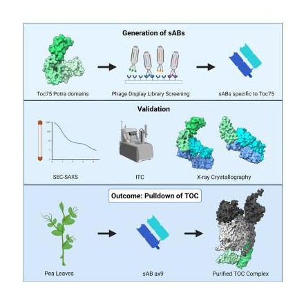 Characterization of synthetic antigen binding fragments targeting Toc75 for the isolation of TOC in A. thaliana and P. sativum