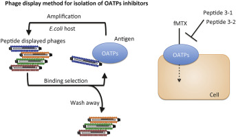 Rapid isolation of peptidic inhibitors of the solute carrier family transporters OATP1B1 and OATP1B3 by cell-based phage display selections