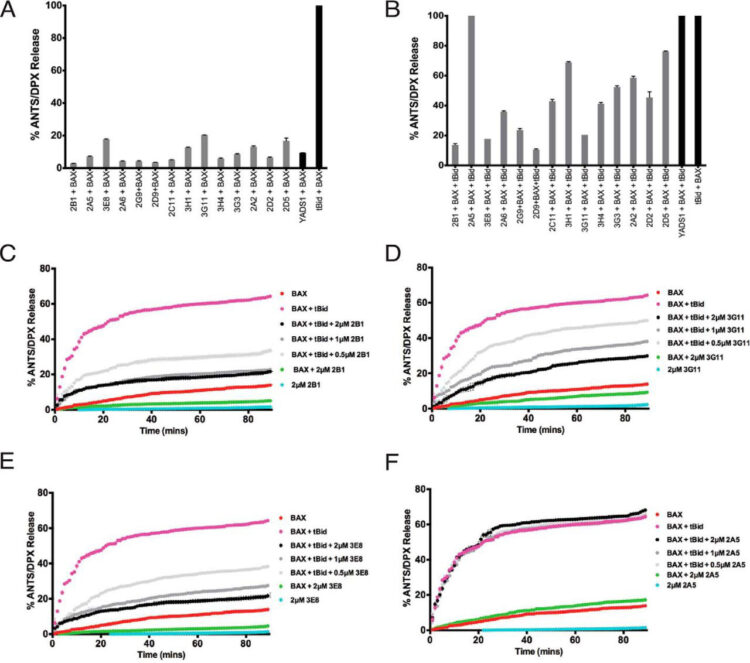 Synthetic Antibodies Inhibit Bcl-2-associated X Protein (BAX) through Blockade of the N-terminal Activation Site