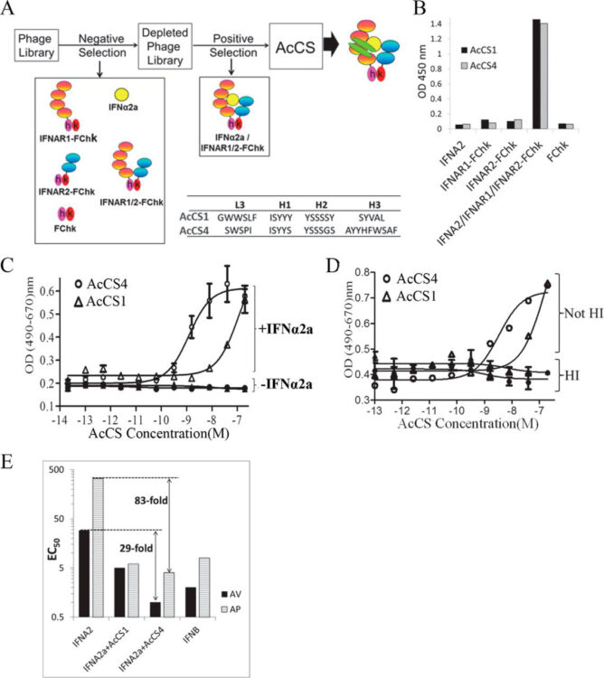 Cytokine Activation by Antibody Fragments Targeted to Cytokine-Receptor Signaling Complexes