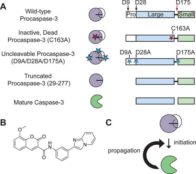 Fibrils colocalize caspase-3 with procaspase-3 to foster maturation