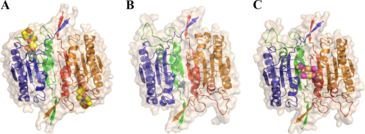 Substrate and inhibitor-induced dimerization and cooperativity in caspase-1 but not caspase-3