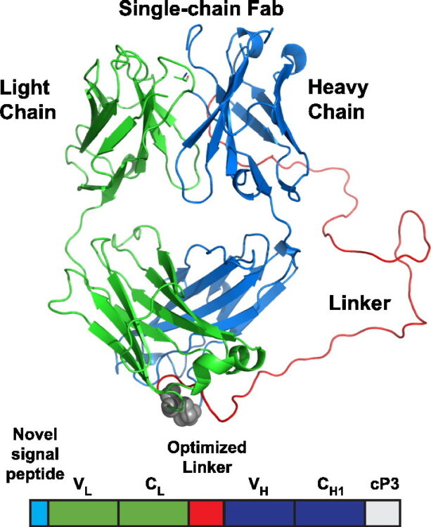 An improved single-chain Fab platform for efficient display and recombinant expression