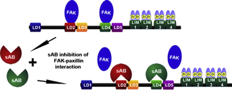 Engineering Synthetic Antibody Inhibitors Specific for LD2 or LD4 Motifs of Paxillin