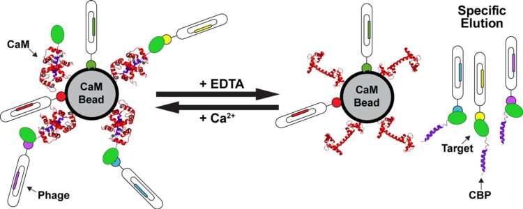 A New Versatile Immobilization Tag Based on the Ultra High Affinity and Reversibility of the Calmodulin-Calmodulin Binding Peptide Interaction