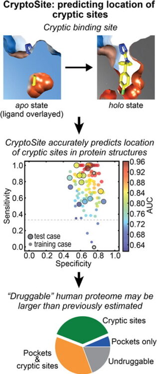 CryptoSite: Expanding the Druggable Proteome by Characterization and Prediction of Cryptic Binding Sites