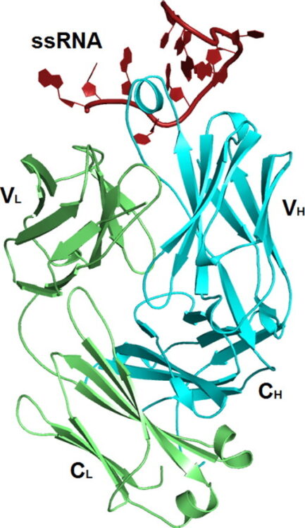 Specific Recognition of a Single-Stranded RNA Sequence by a Synthetic Antibody Fragment