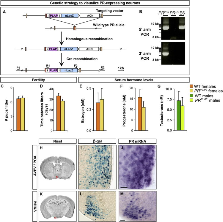 Sexually dimorphic neurons in the ventromedial hypothalamus govern mating in both sexes and aggression in males