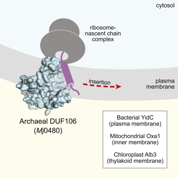 A YidC-like Protein in the Archaeal Plasma Membrane