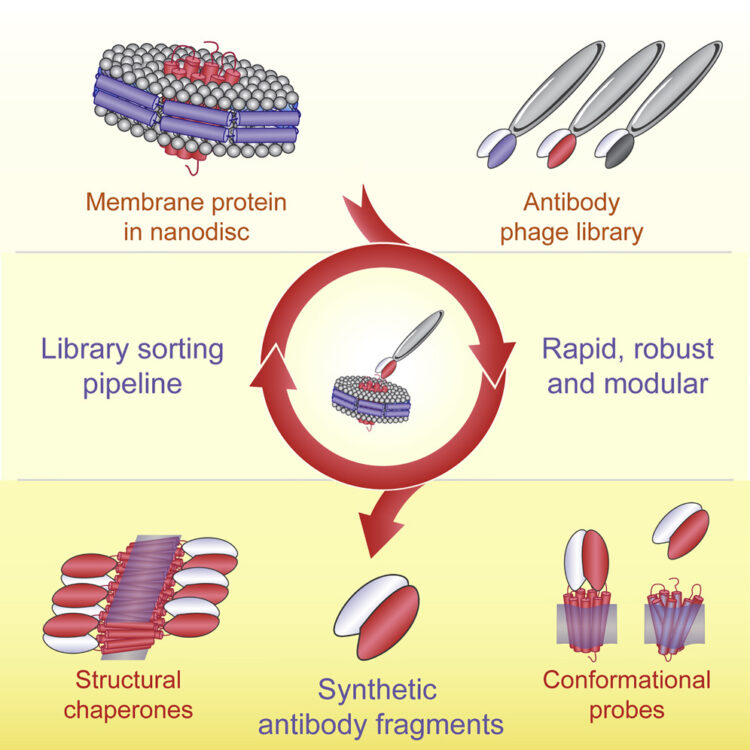 Conformational Chaperones for Structural Studies of Membrane Proteins Using Antibody Phage Display with Nanodiscs