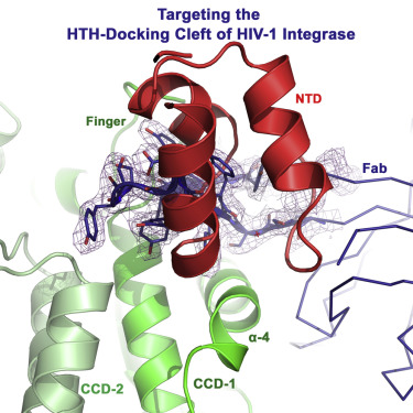 The Preserved HTH-Docking Cleft of HIV-1 Integrase Is Functionally Critical