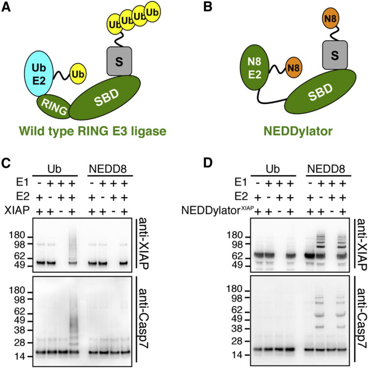 Substrates of IAP ubiquitin ligases identified with a designed orthogonal E3 ligase, the NEDDylator