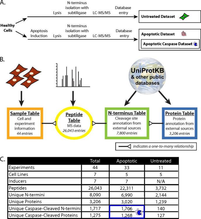 The DegraBase: a database of proteolysis in healthy and apoptotic human cells