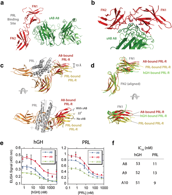 Engineering synthetic antibody binders for allosteric inhibition of prolactin receptor signaling