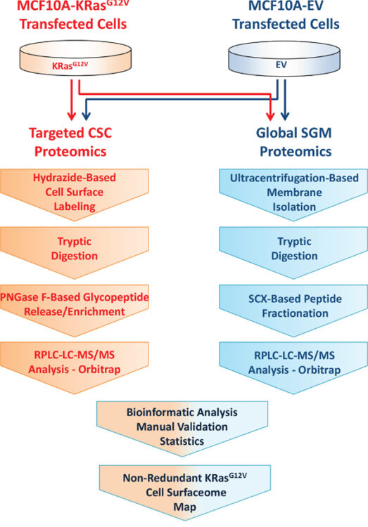 Comparative proteomics of a model MCF10A-KRasG12V cell line reveals a distinct molecular signature of the KRasG12V cell surface