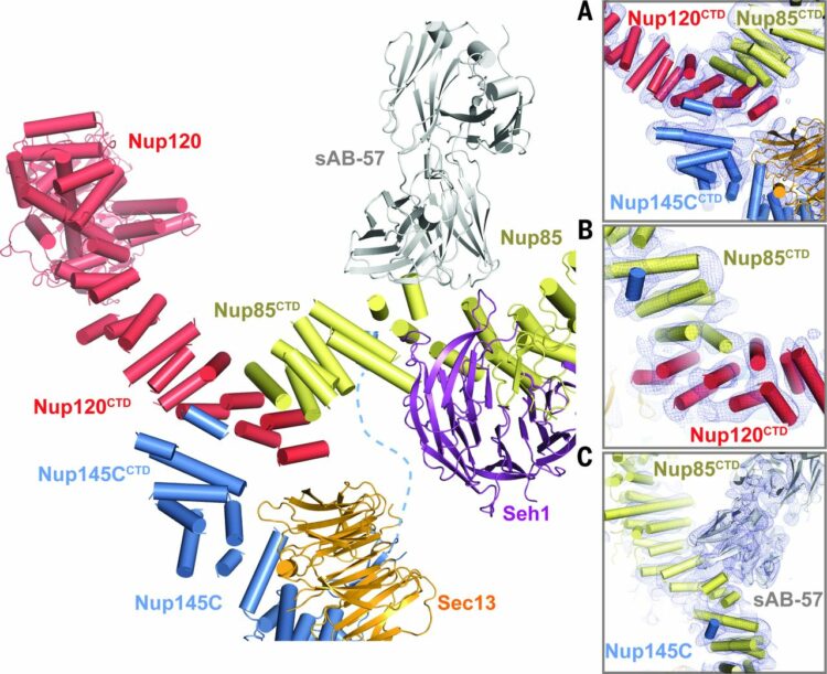 Nuclear pores. Architecture of the nuclear pore complex coat