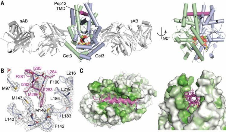 Protein targeting. Structure of the Get3 targeting factor in complex with its membrane protein cargo