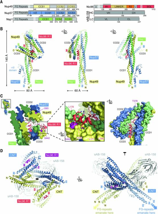 Architecture of the fungal nuclear pore inner ring complex