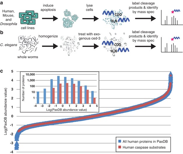 Conservation of caspase substrates across metazoans suggests hierarchical importance of signaling pathways over specific targets and cleavage site motifs in apoptosis