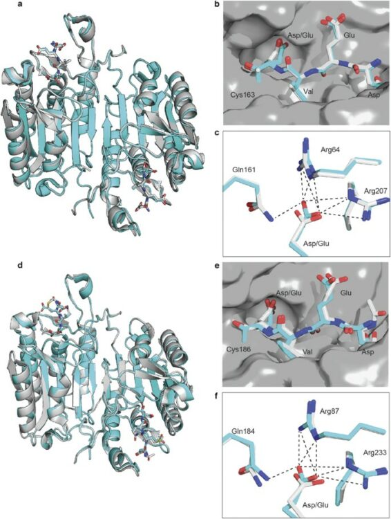 Cacidases: caspases can cleave after aspartate, glutamate and phosphoserine residues