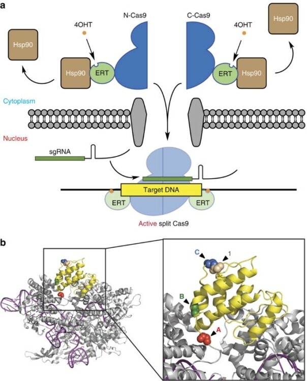 Ligand-binding domains of nuclear receptors facilitate tight control of split CRISPR activity