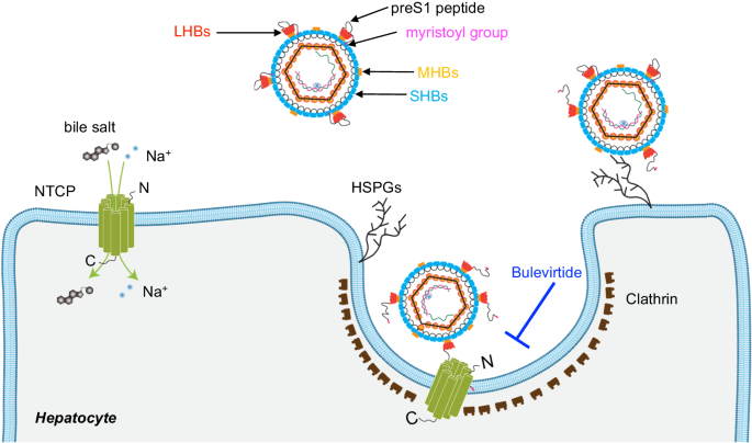 Structure of antiviral drug bulevirtide bound to hepatitis B and D virus receptor protein NTCP