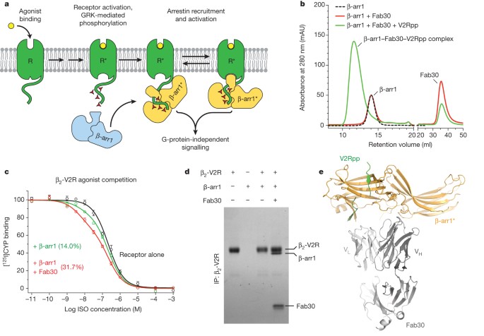 Structure of active β-arrestin-1 bound to a G-protein-coupled receptor phosphopeptide