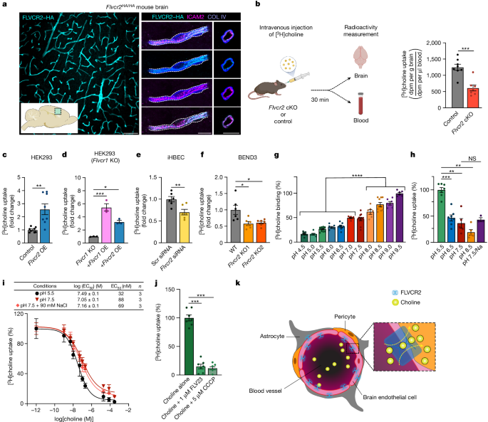 Structural and molecular basis of choline uptake into the brain by FLVCR2