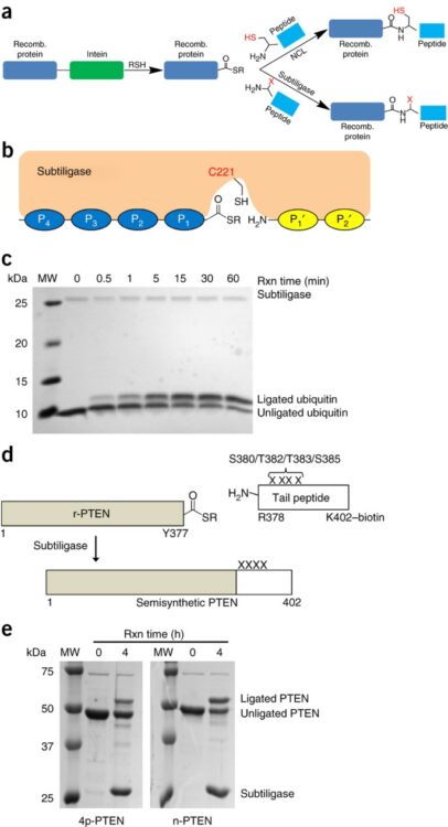 Enzyme-catalyzed expressed protein ligation