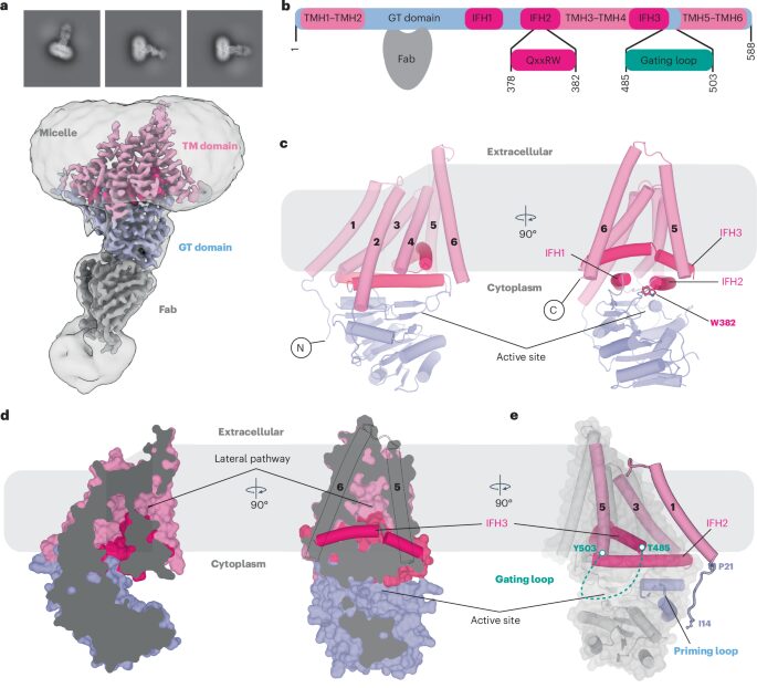 Structural insights into translocation and tailored synthesis of hyaluronan