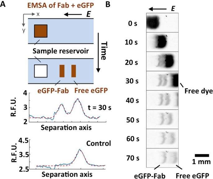 Determination of equilibrium dissociation constants for recombinant antibodies by high-throughput affinity electrophoresis