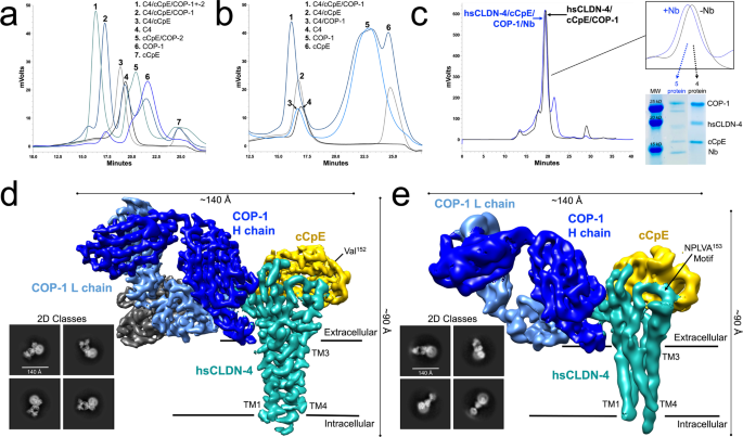 Structural and biophysical insights into targeting of claudin-4 by a synthetic antibody fragment