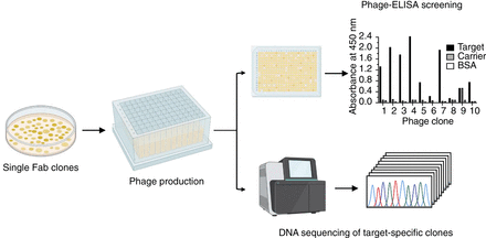 Generation and Selection of Synthetic Human Antibody Libraries via Phage Display