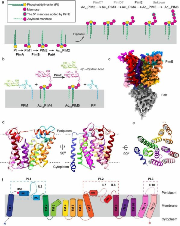 Mechanistic studies of mycobacterial glycolipid biosynthesis by the mannosyltransferase PimE